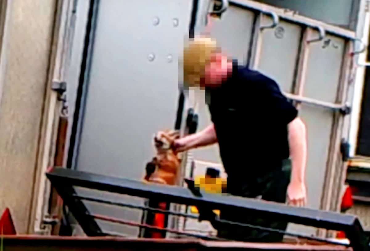 Hunt master guilty of animal cruelty after live fox cubs thrown into kennel for dogs to eat