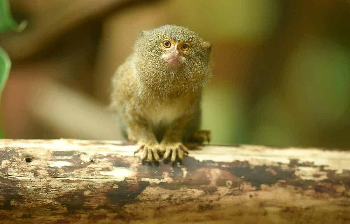 World’s smallest species of monkey at UK zoo