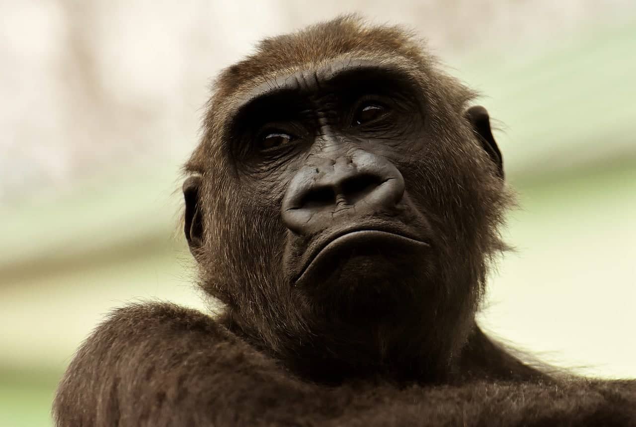 Great apes ‘facing extinction’ as deforestation and mining destroys their natural habitat