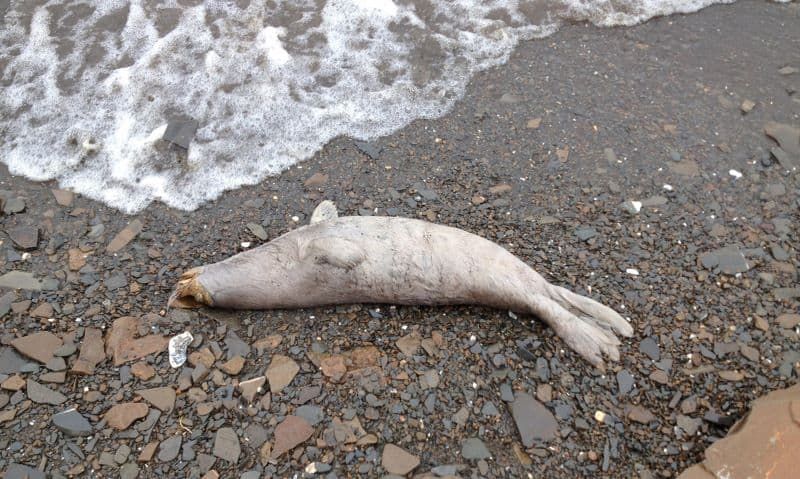 Alaskans find more dead seals along warming Arctic Sea