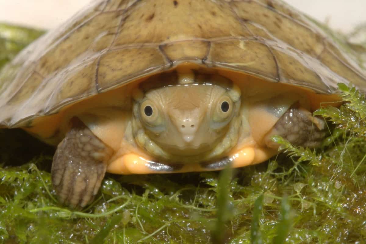 These tiny critically endangered four-eyed turtles have been hatched in a US aquarium