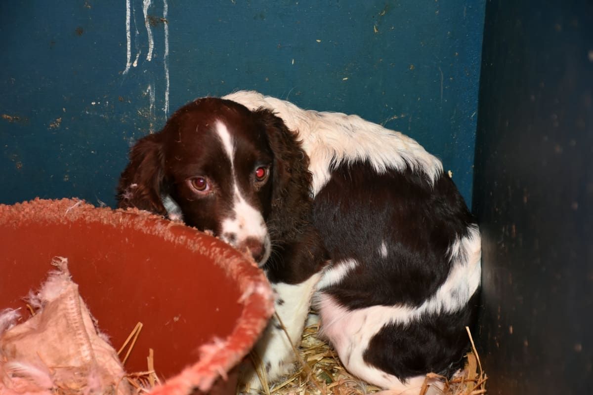 Cruel breeders are thought to have burnt the corpses of dead dogs in a van