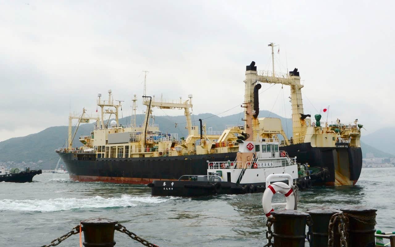 Japan resumes commercial whaling after three-decade break