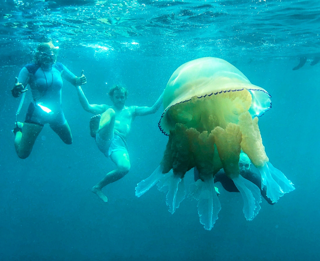 Pic shows couple plunging into the sea – next to a monster-sized JELLYFISH