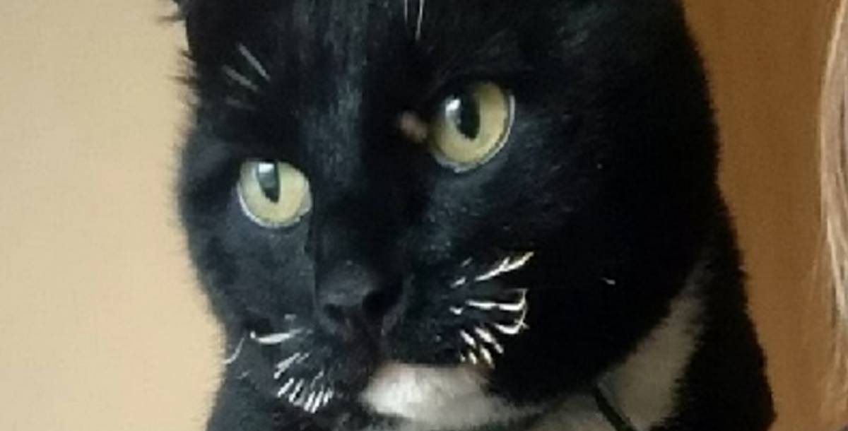 Sadistic yobs are feared to have torched a cat’s whiskers