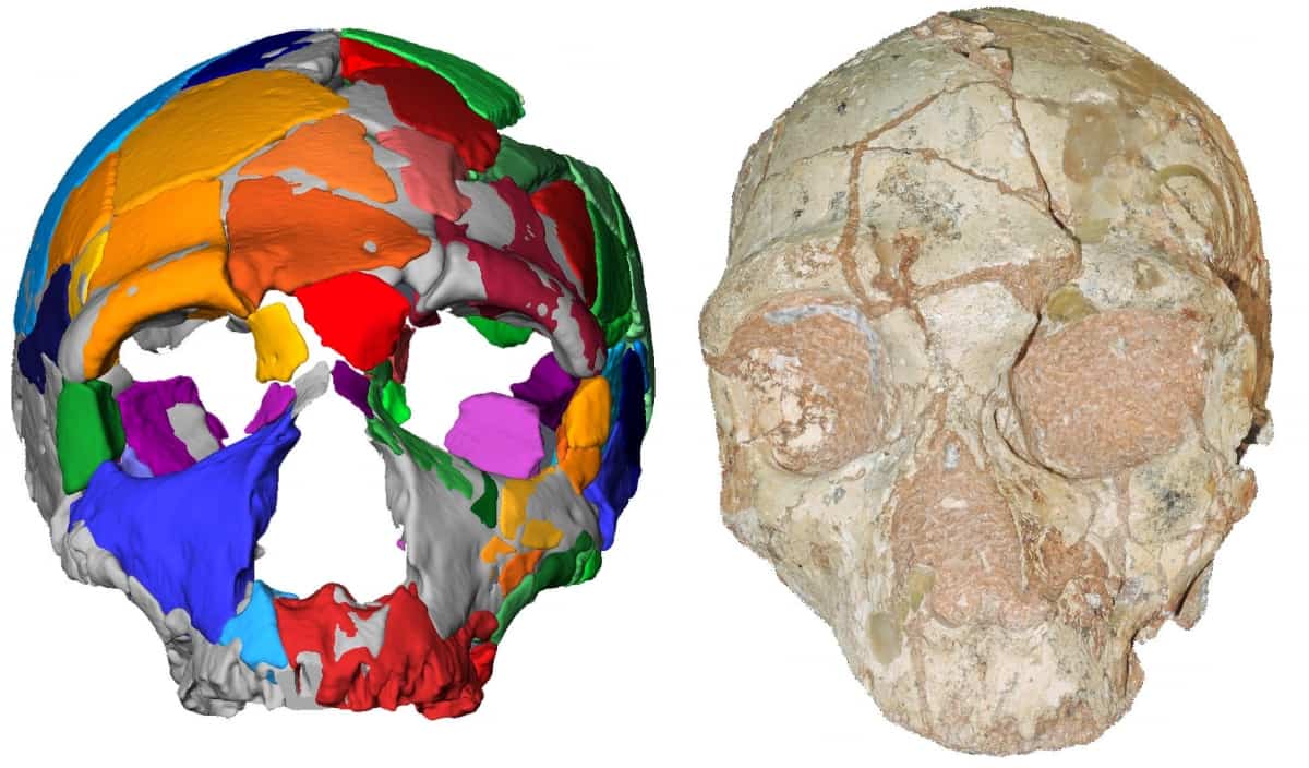 Skull unearthed in Greece ‘belonged to first known European’