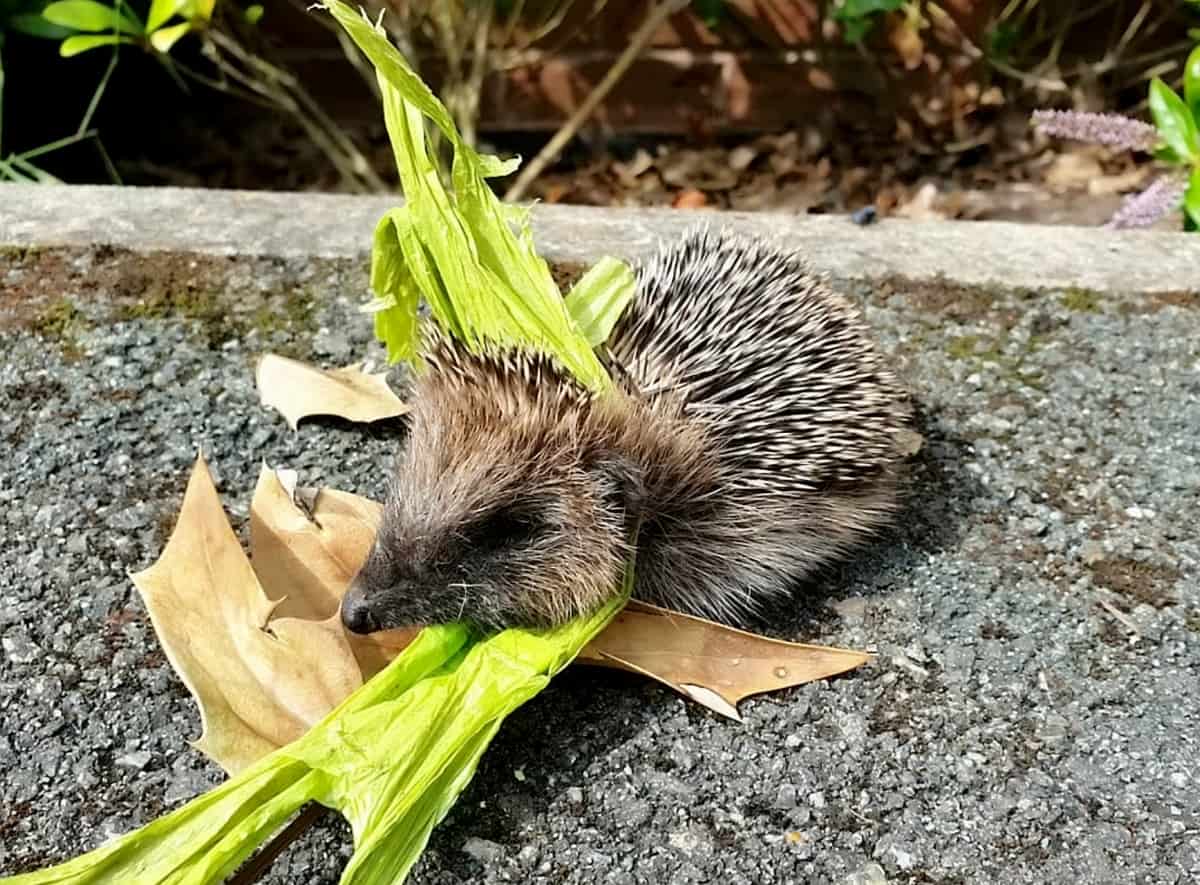 Heartbreaking pic of dead hedgehog highlights the litter crisis sweeping Britain