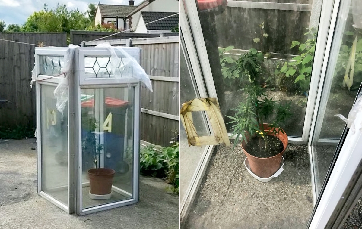 Drug dealers mocked by cops who seized single cannabis plant being grown in tiny greenhouse