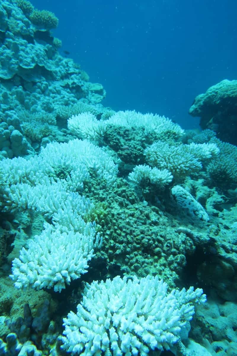 Revealed: unusually hot seas have killed 70% of these islands’ coral