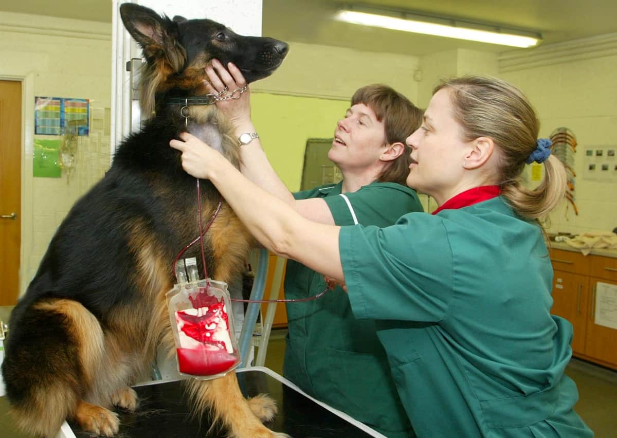 Like humans injured pets can need blood but owners do not realise their dog or cat can donate
