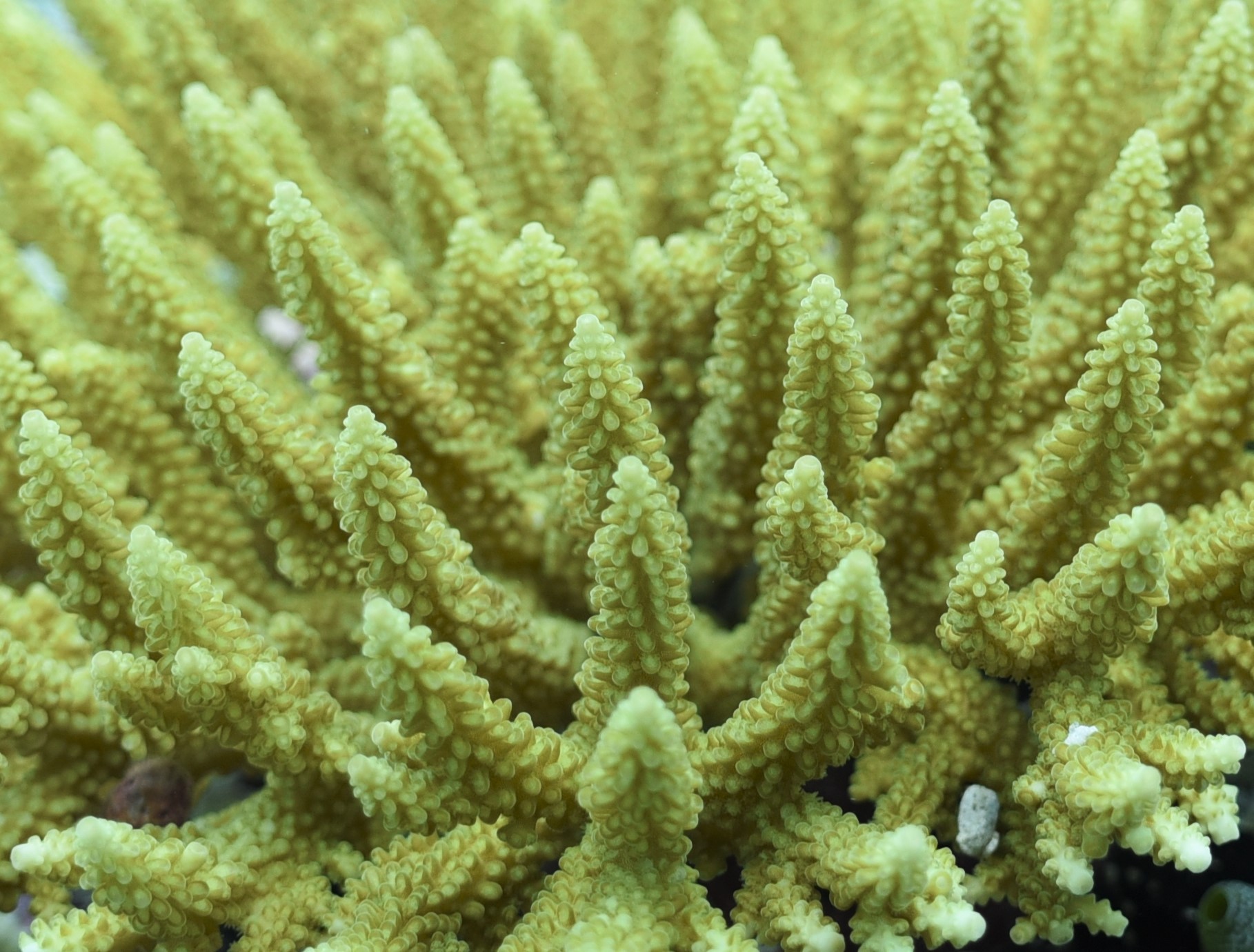 Young corals have grown back after a previous bleaching event in 1998 (ZSL/PA)