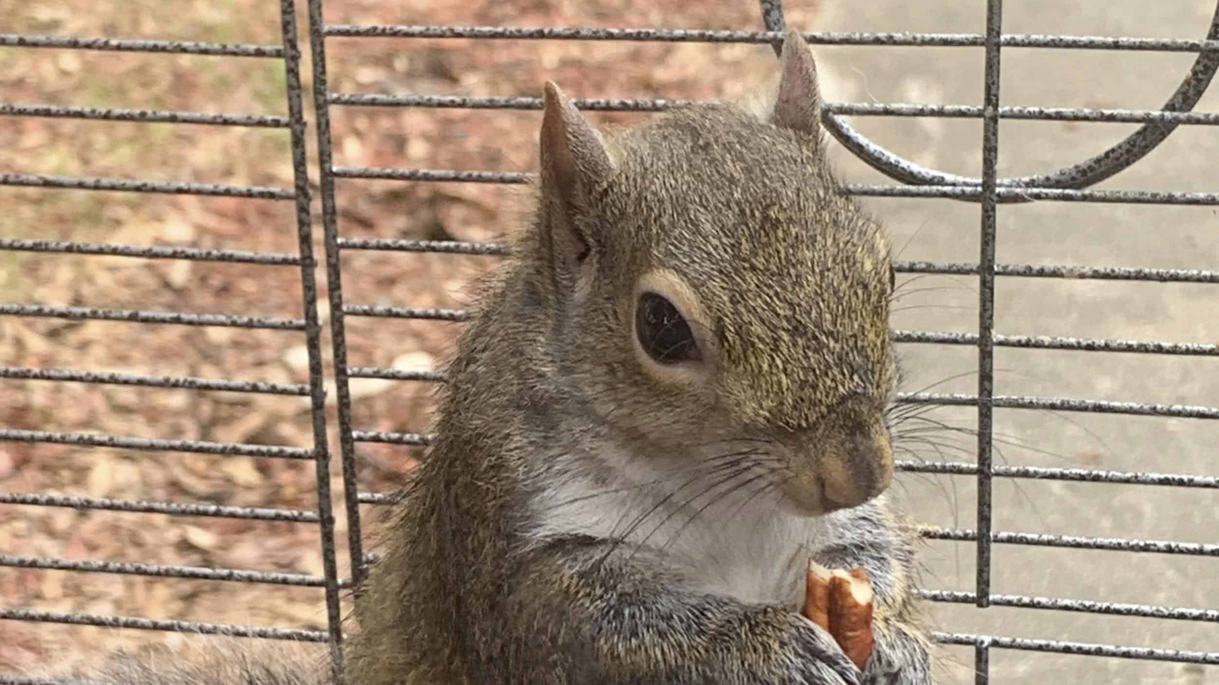 Man denies feeding Methamphetamine to make ‘attack squirrel’ more aggressive