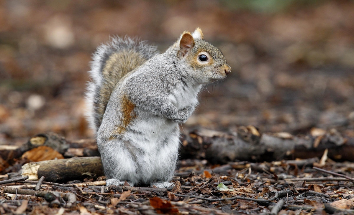 Pair who ate raw squirrels outside vegan food stall fined