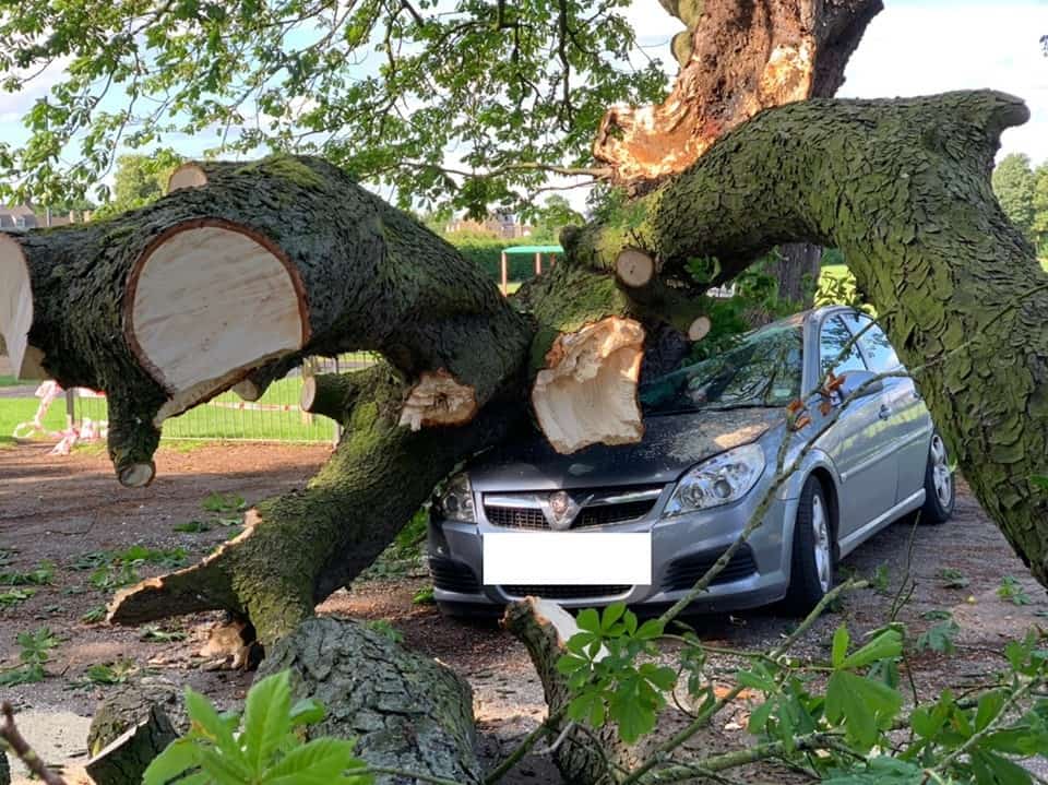 Driver seconds away from death after massive tree smashed into his car