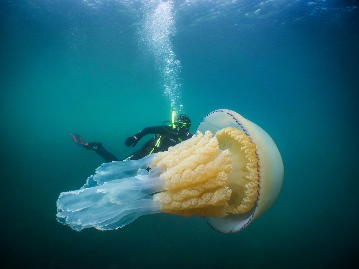 Diver swimming with huge barrel jellyfish – that was ‘as big as a him’