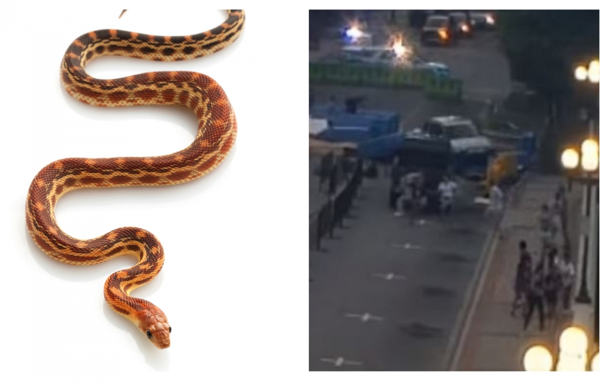 Woman accused of throwing snake at driver, stealing car and then crashing it