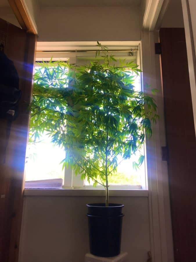Police tip: “don’t grow cannabis in a window when you live on a main road & expect us not to notice”