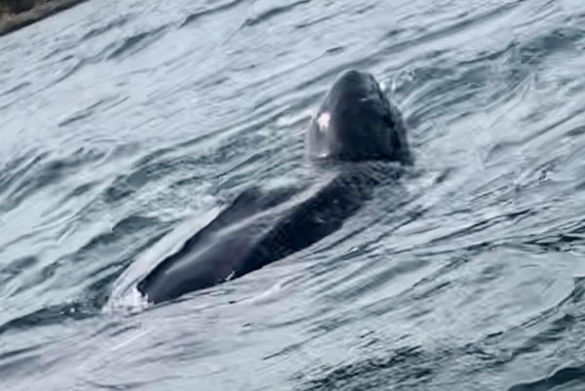 Video – Leatherback turtle spotted in British waters for first time this year