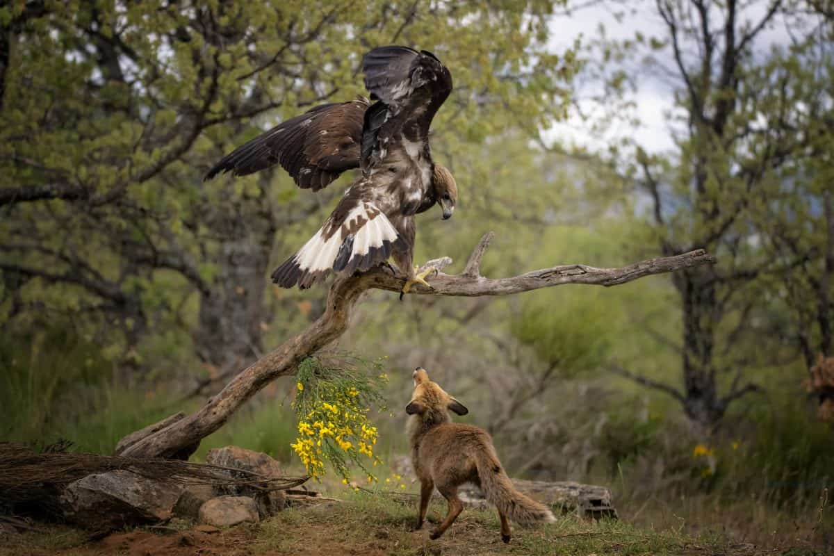 Playful fox and golden eagle strike unlikely friendship