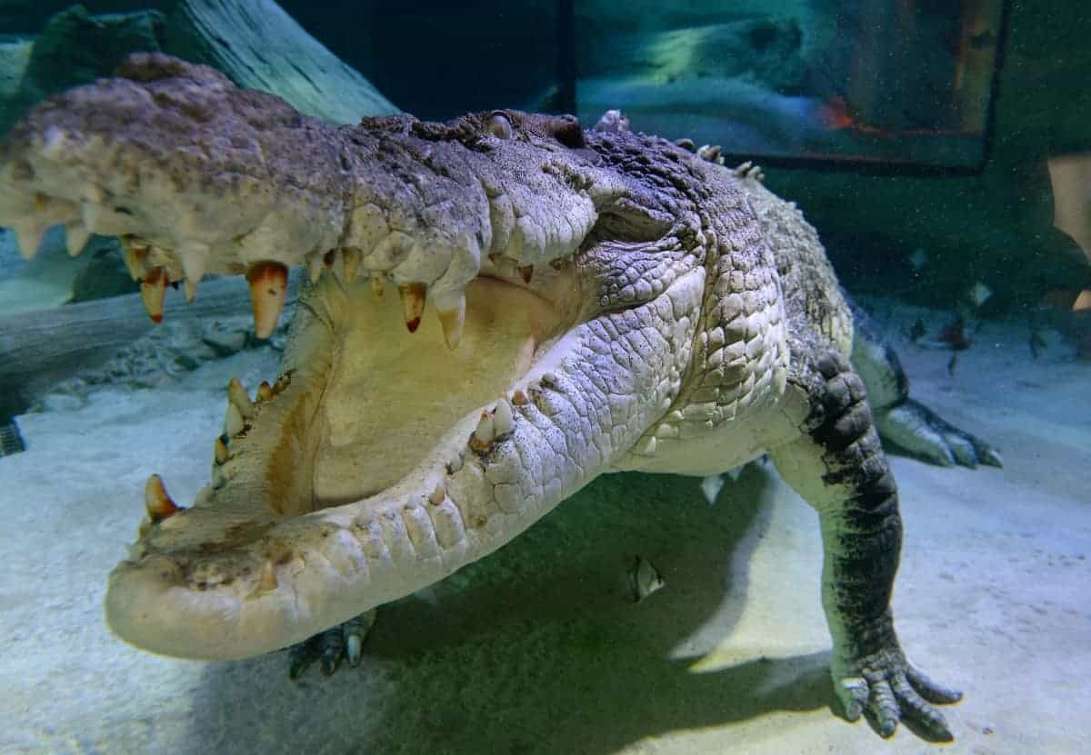 Human orthopaedic plate found in crocodile’s stomach