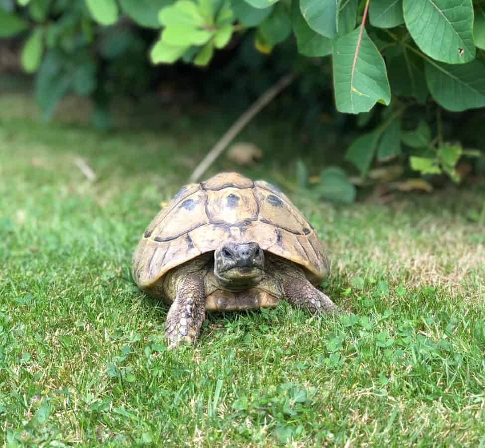 LIKE A BAT OUT OF SHELL – RSPCA warning people as they keep rescuing TORTOISES that have made speedy getaway