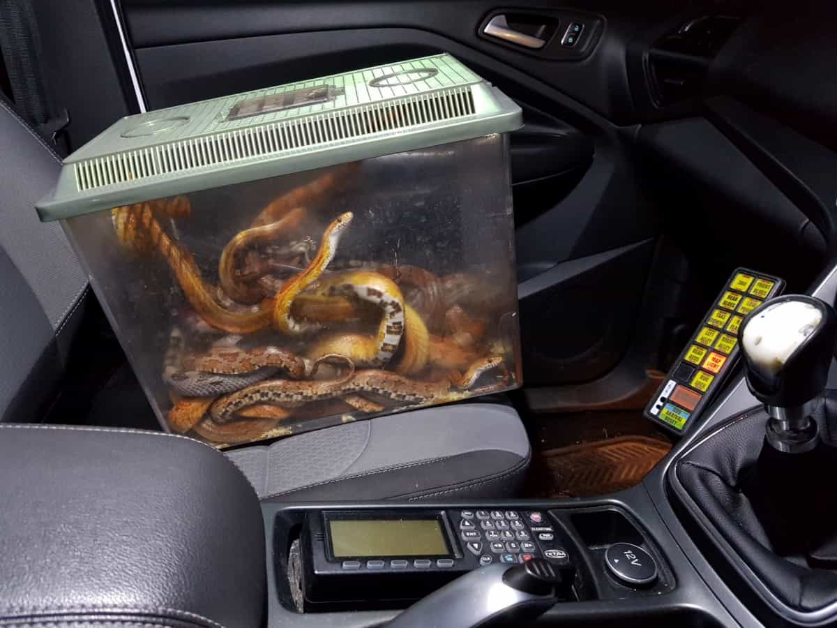 Police called after box full of snakes found outside a vets