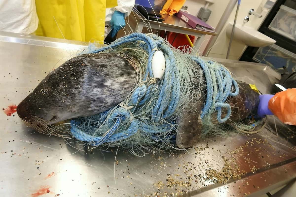 Shocking picture of dead dolphin wrapped in discarded fishing nets released to raise awareness of ghost nets