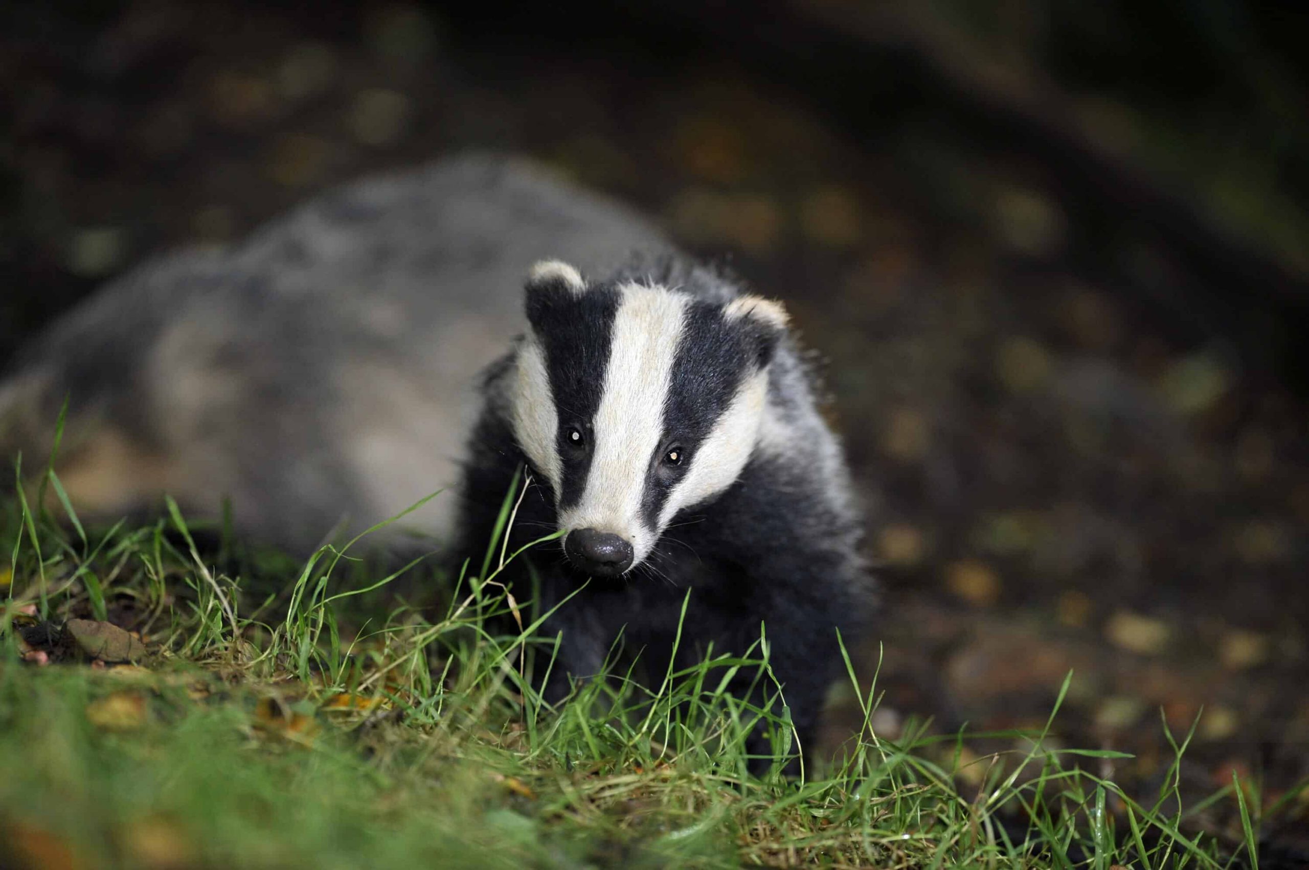 Concern over potential badger cull in areas where vaccination scheme in place