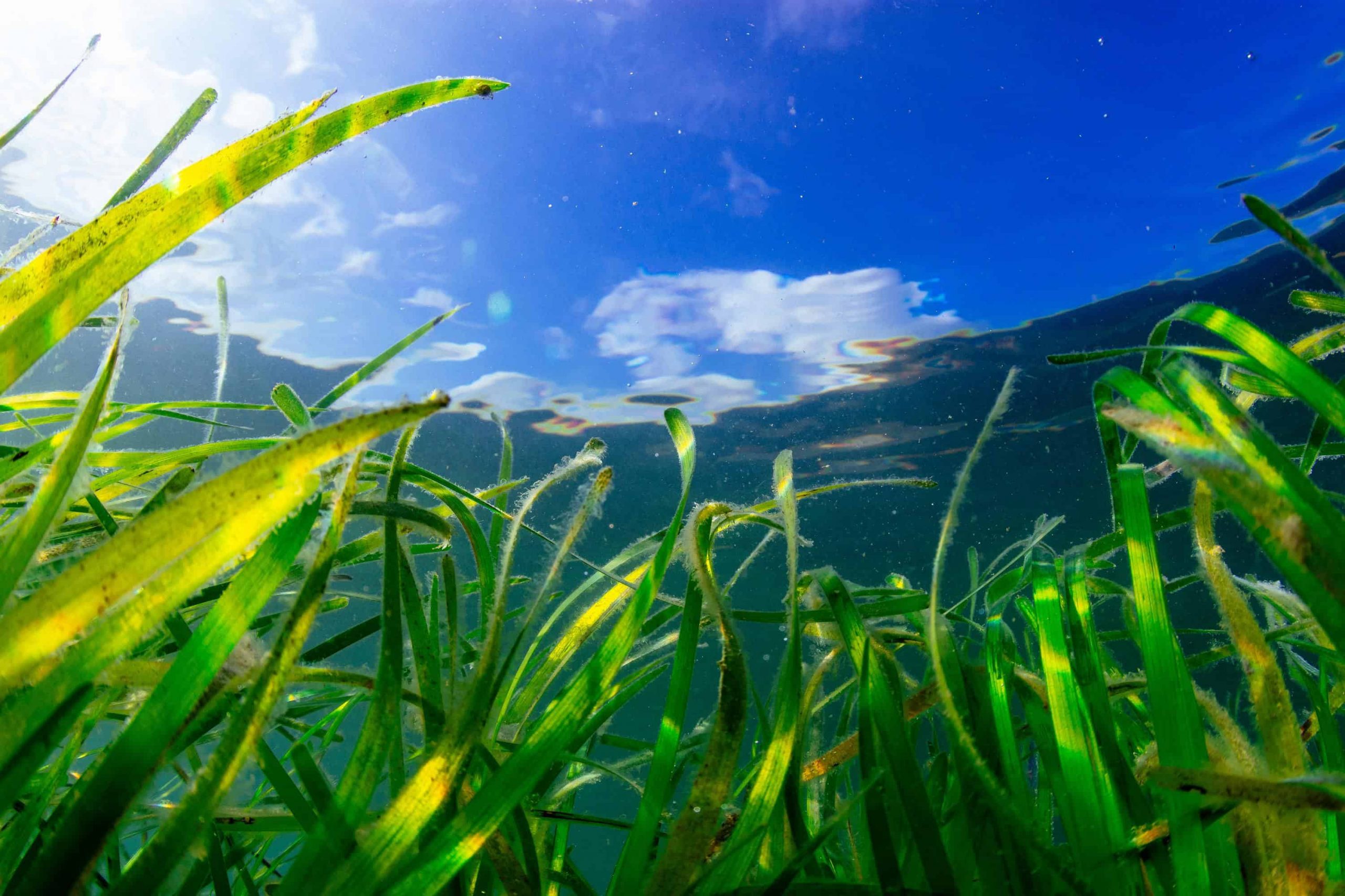 Scheme launched to restore ‘wonder plant’ seagrass in UK waters