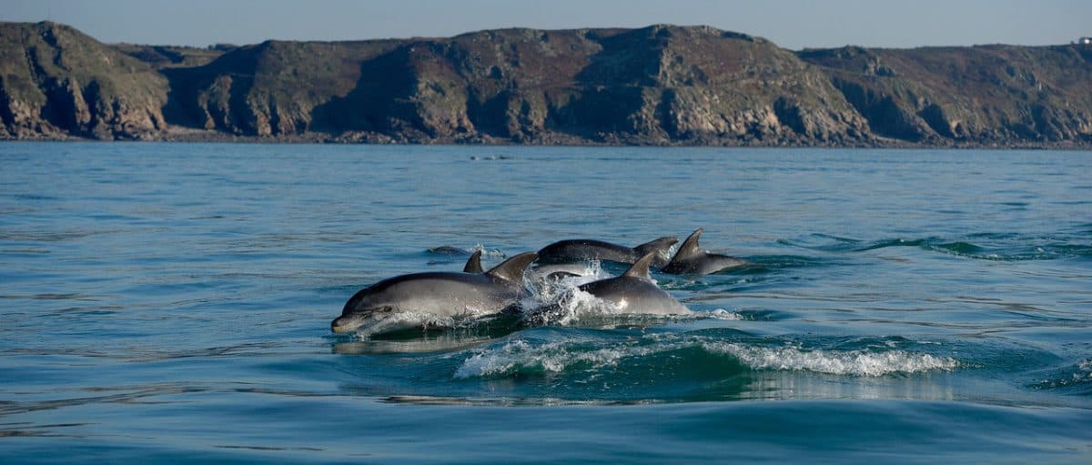 Dolphins in English Channel are latest pollution victims with some infected by chemicals banned 40 years ago