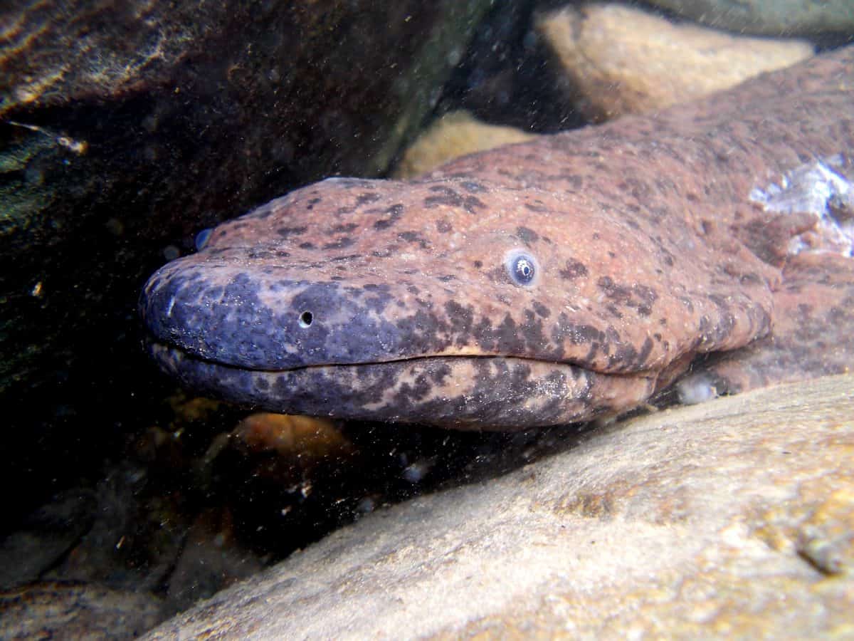 New species of giant salamander could be the world’s biggest amphibian