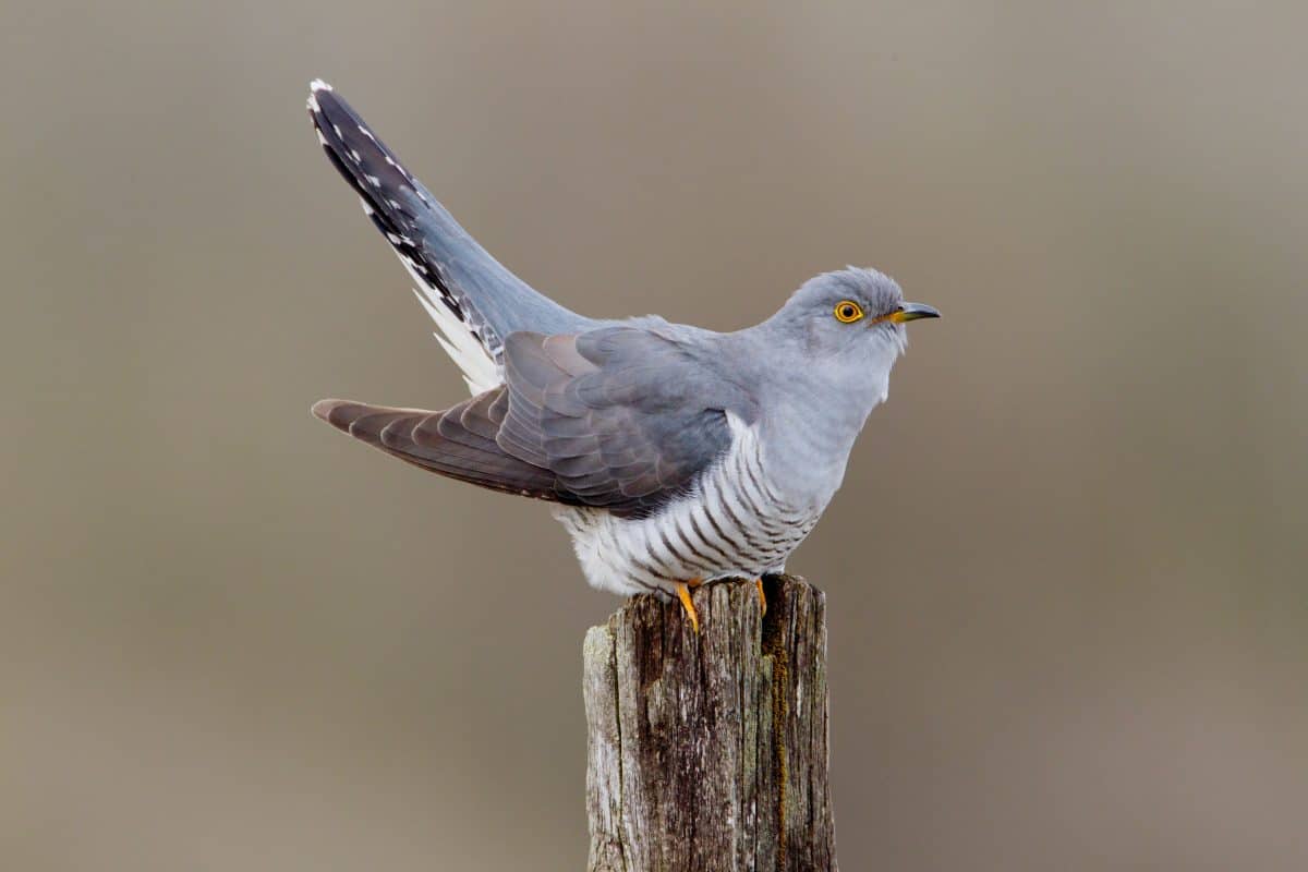 Iconic cuckoo ‘vanishing from England due to climate change’
