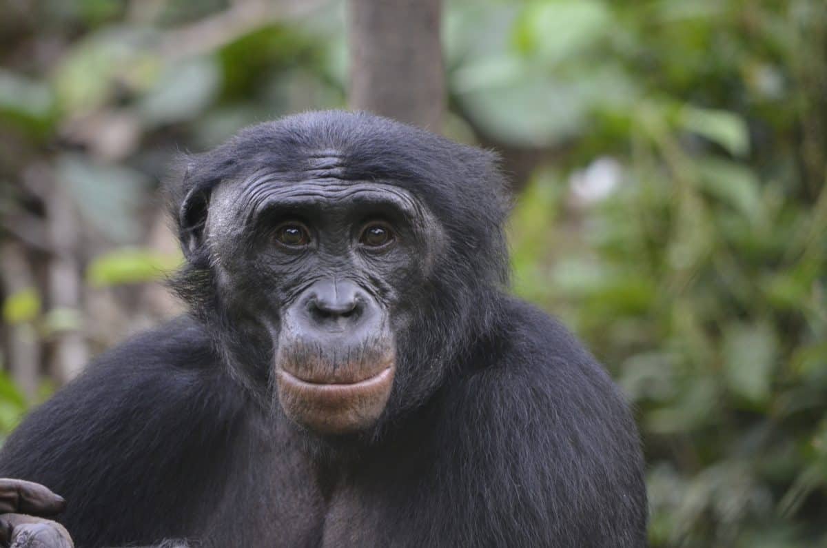 Video – Chimps think just like us