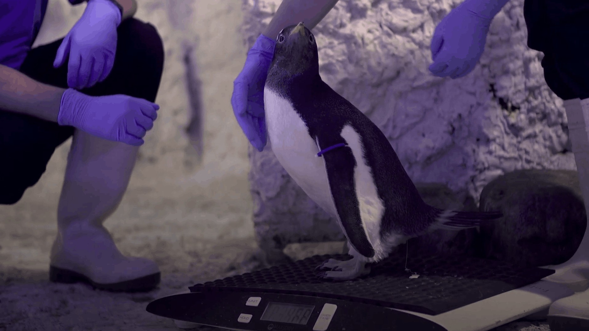 Adopted penguin chick at Sea Life London to be raised as gender-neutral
