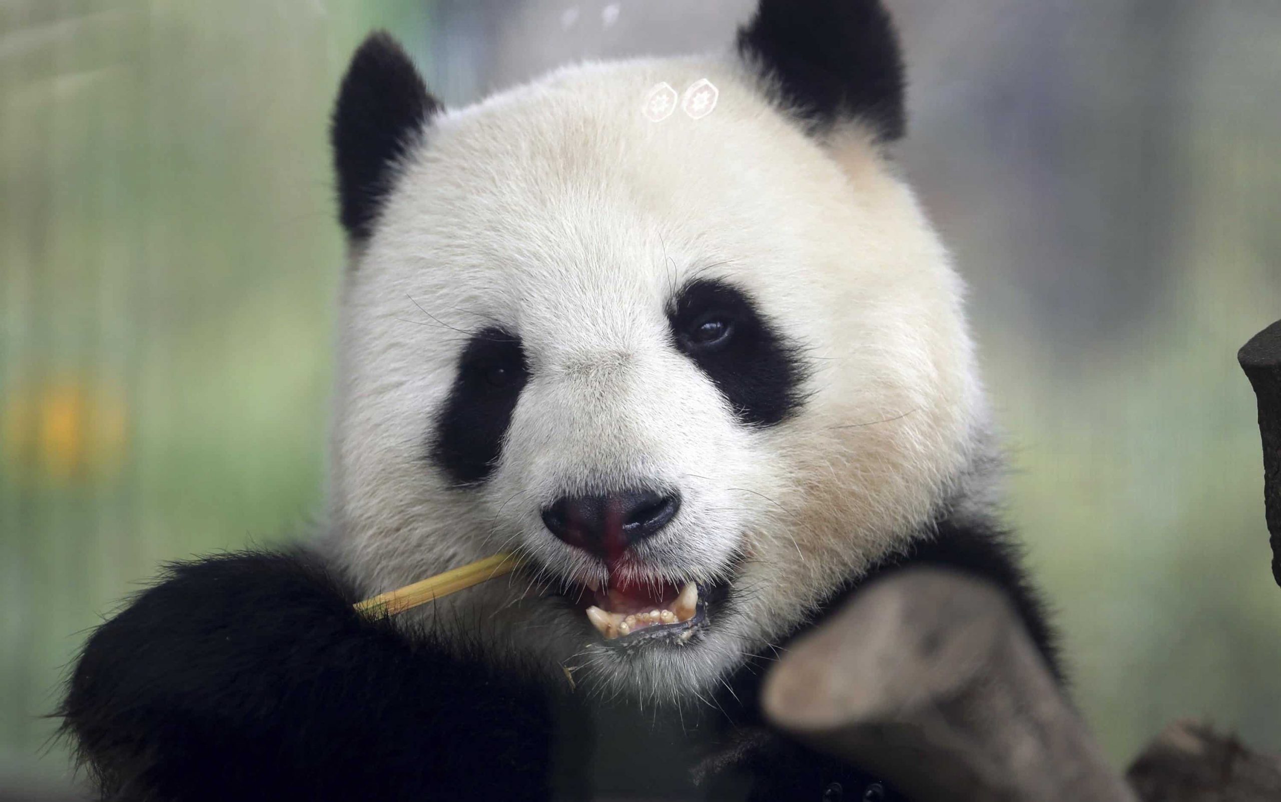 Berlin zoo celebrates Germany’s first panda cub births
