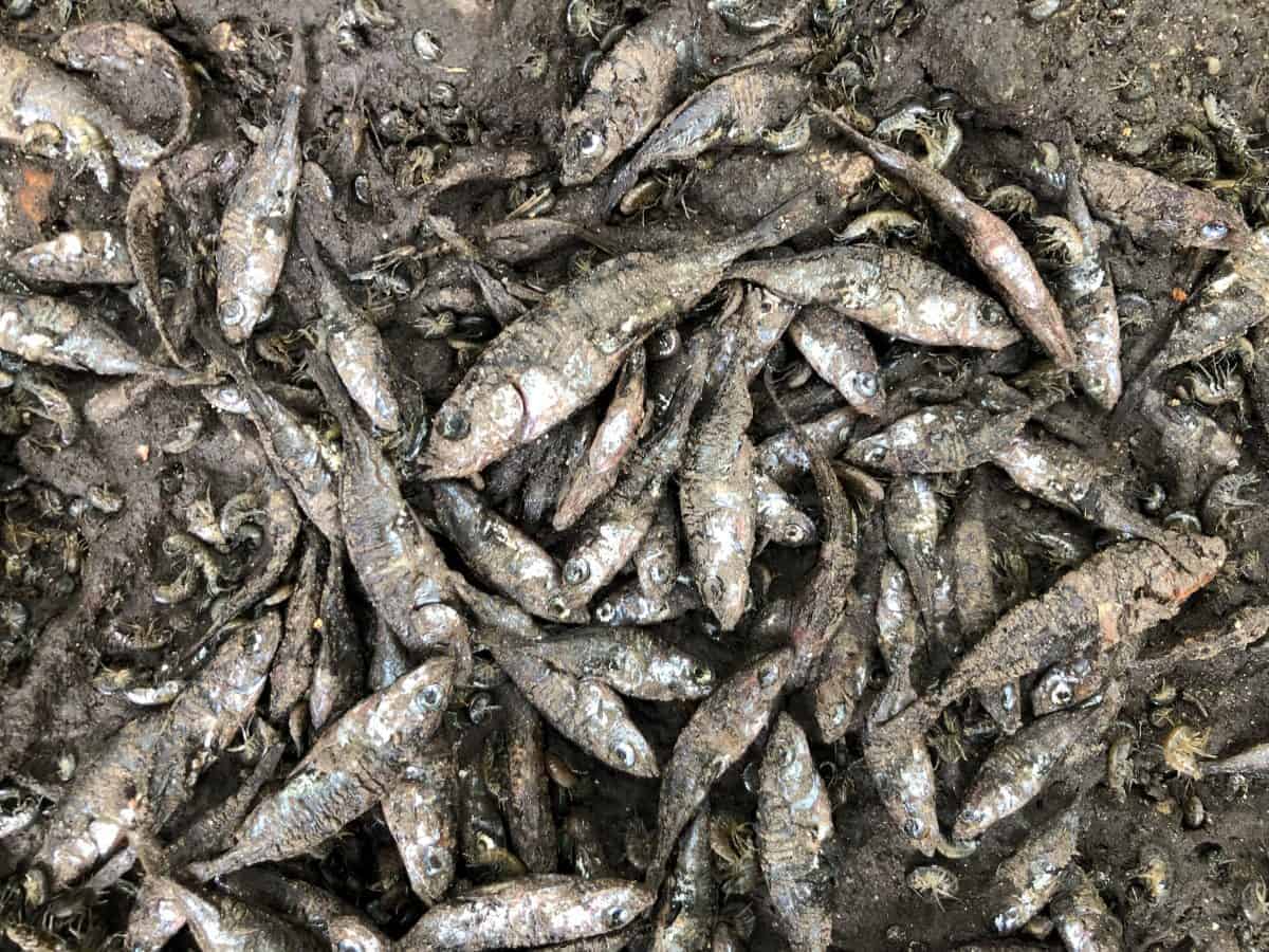 Climate change on our doorstep revealed in horrific photos of dead fish in one of Britain’s most scenic areas