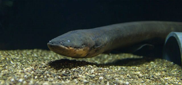 New species of electric eel produces highest voltage discharge of any known animal