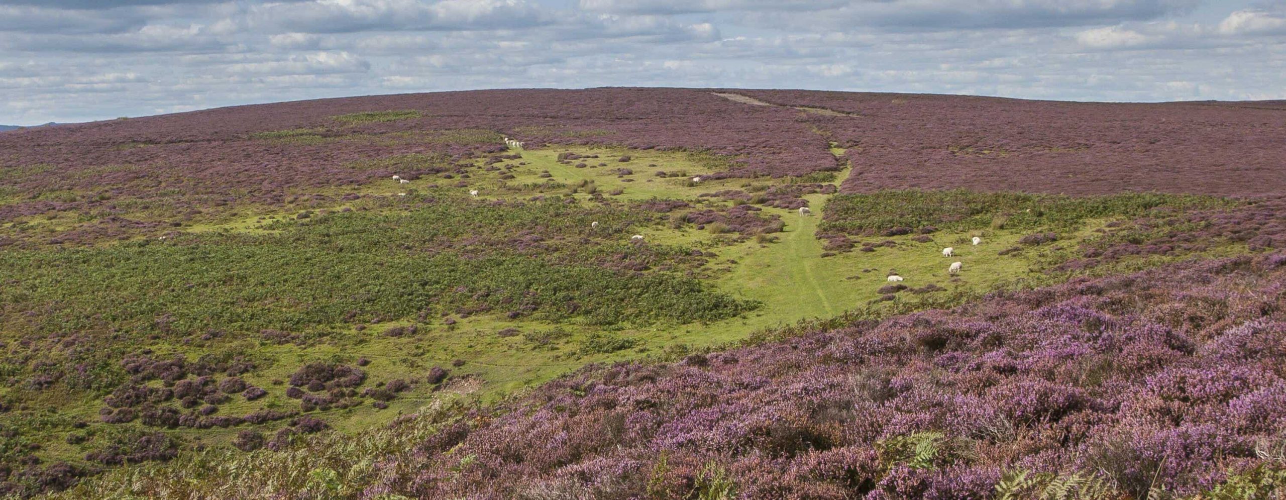 Purple haze of heather-rich hills hit by climate change, National Trust warns