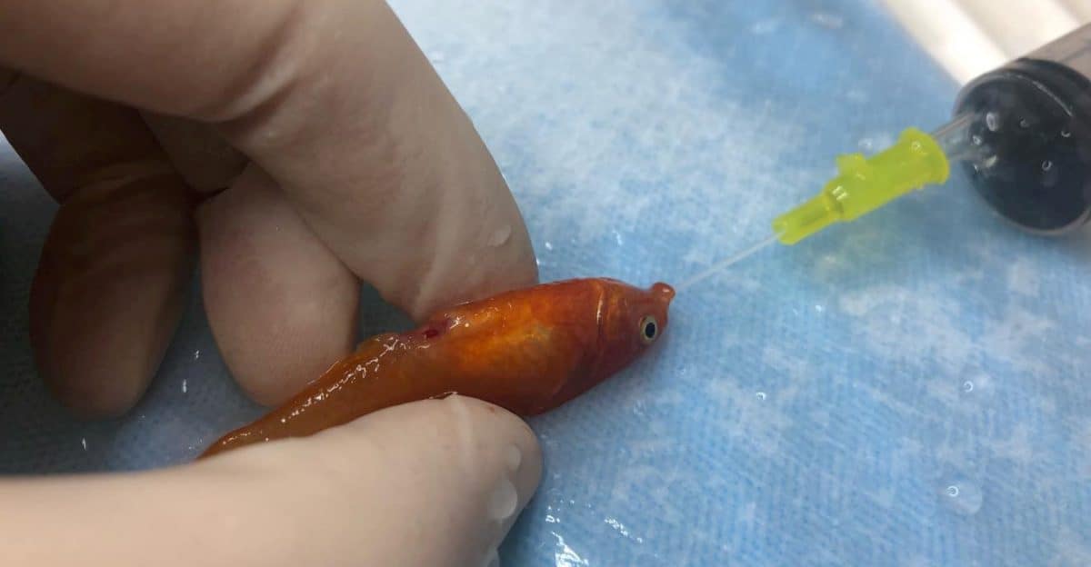 Vets operate on a goldfish weighing less than A GRAM