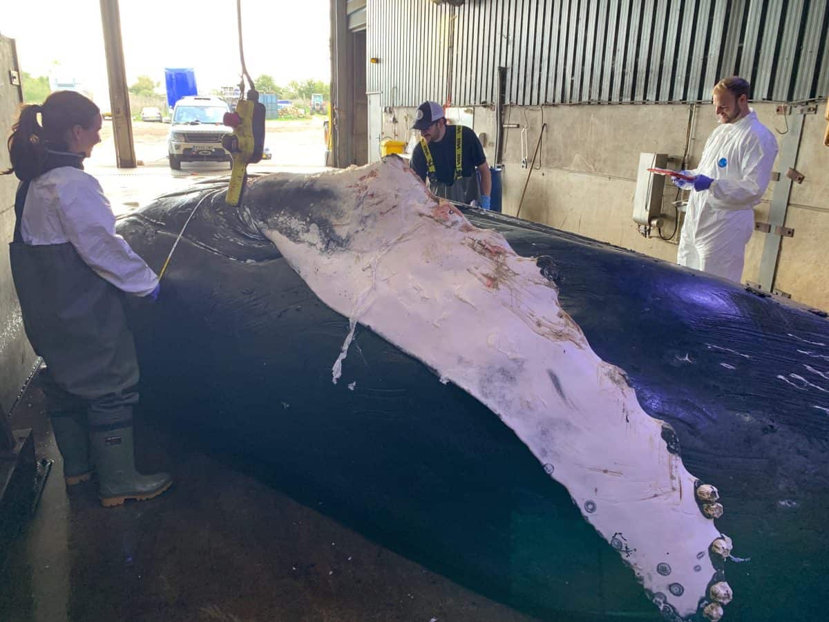 Humpback whale which swam into Thames and died was hit by a ship