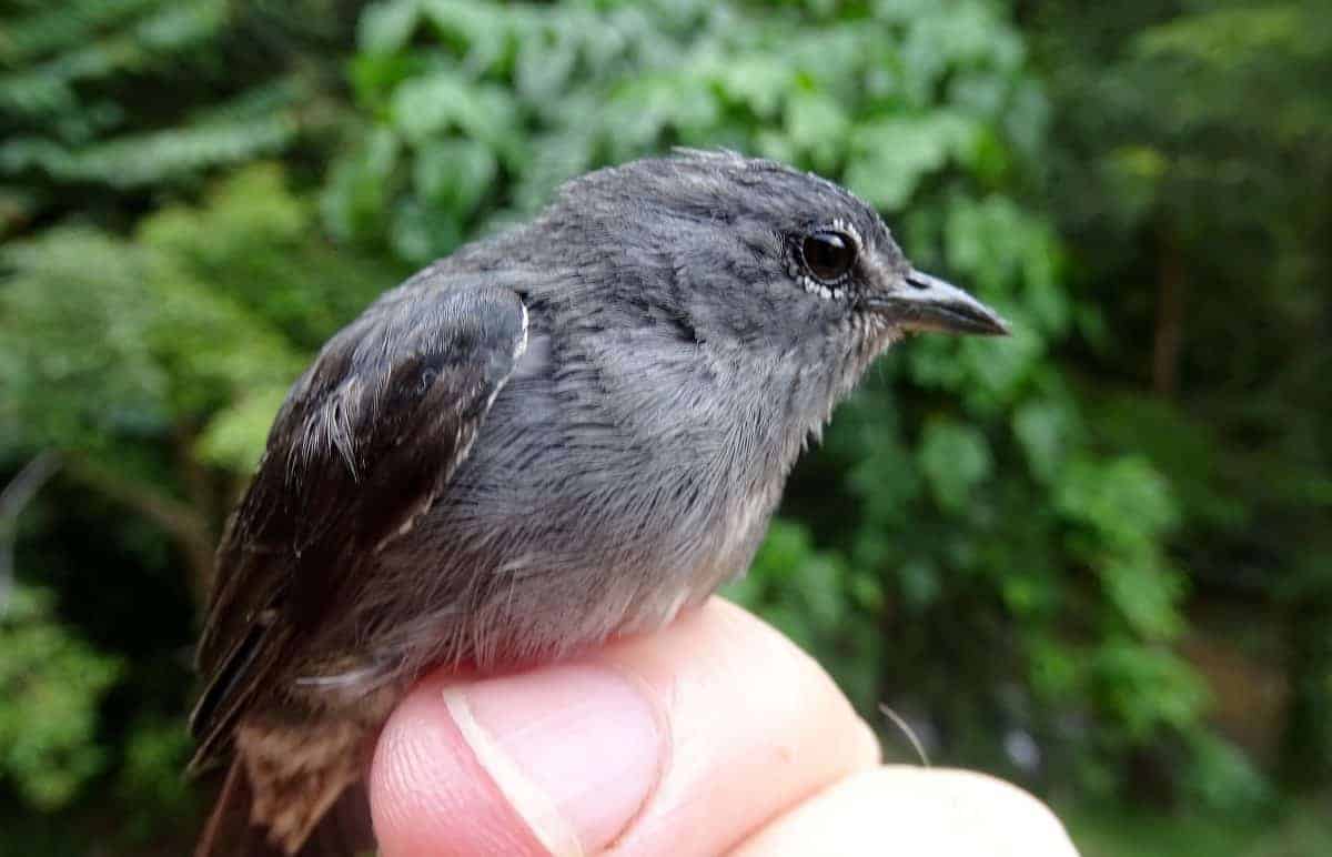 ‘Totally unique’ new species of bird discovered in threatened forests of Borneo