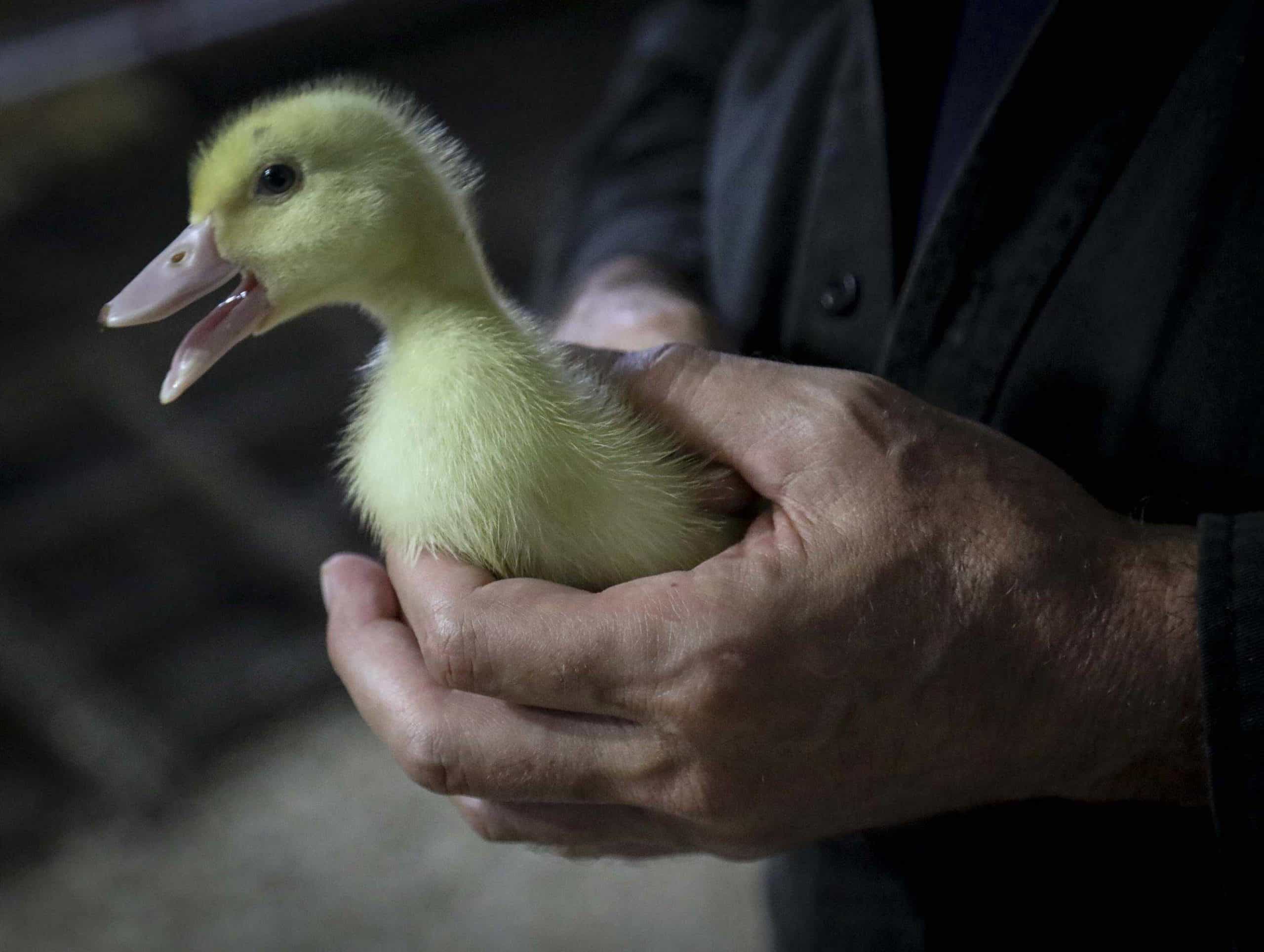 New York City to vote on banning foie gras