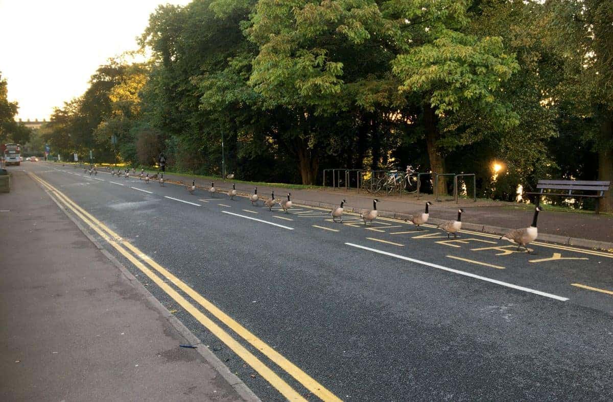 Huge gaggle of geese causing gridlock by patiently walking down road in ‘very orderly British manner’