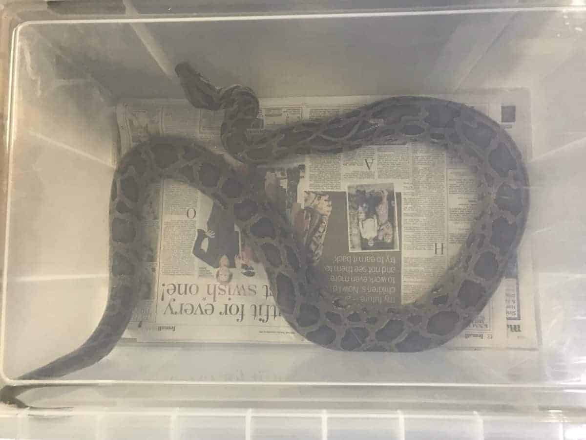 Shopper dialled 999 after discovering six-foot snake dumped in Tesco car park
