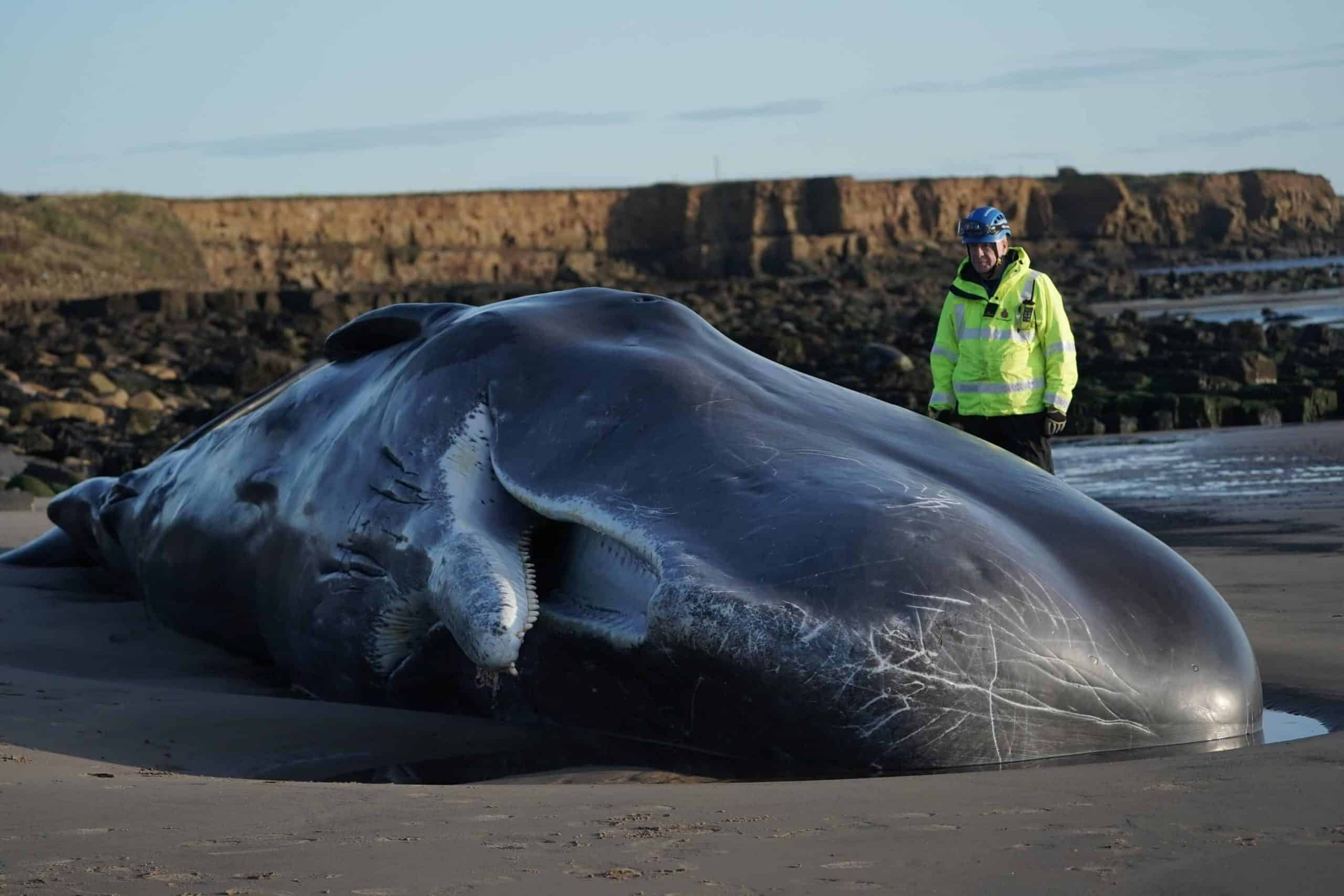Sperm whale dies after becoming beached in Northumberland