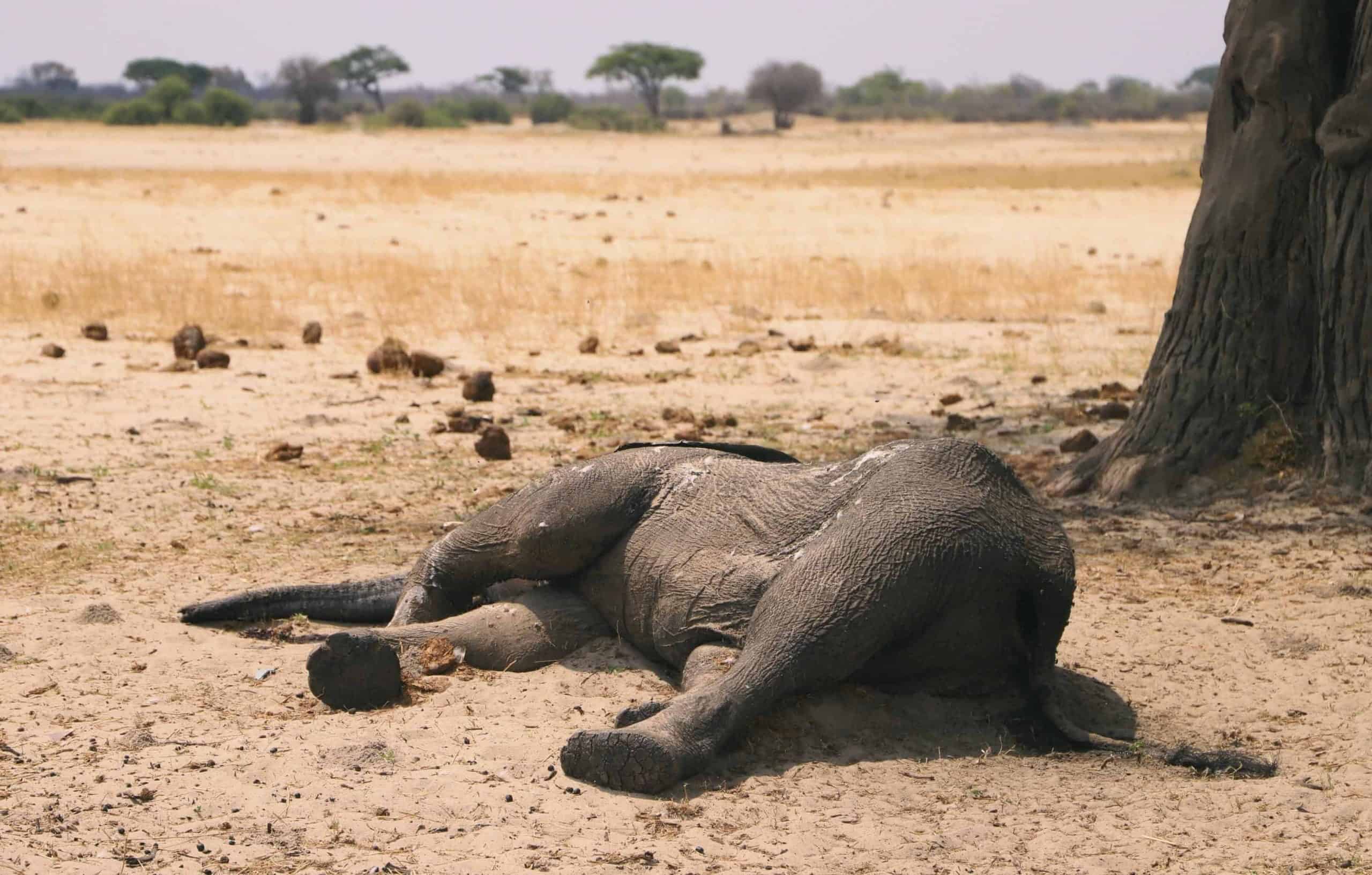 Zimbabwe says 200 elephants have died in drought