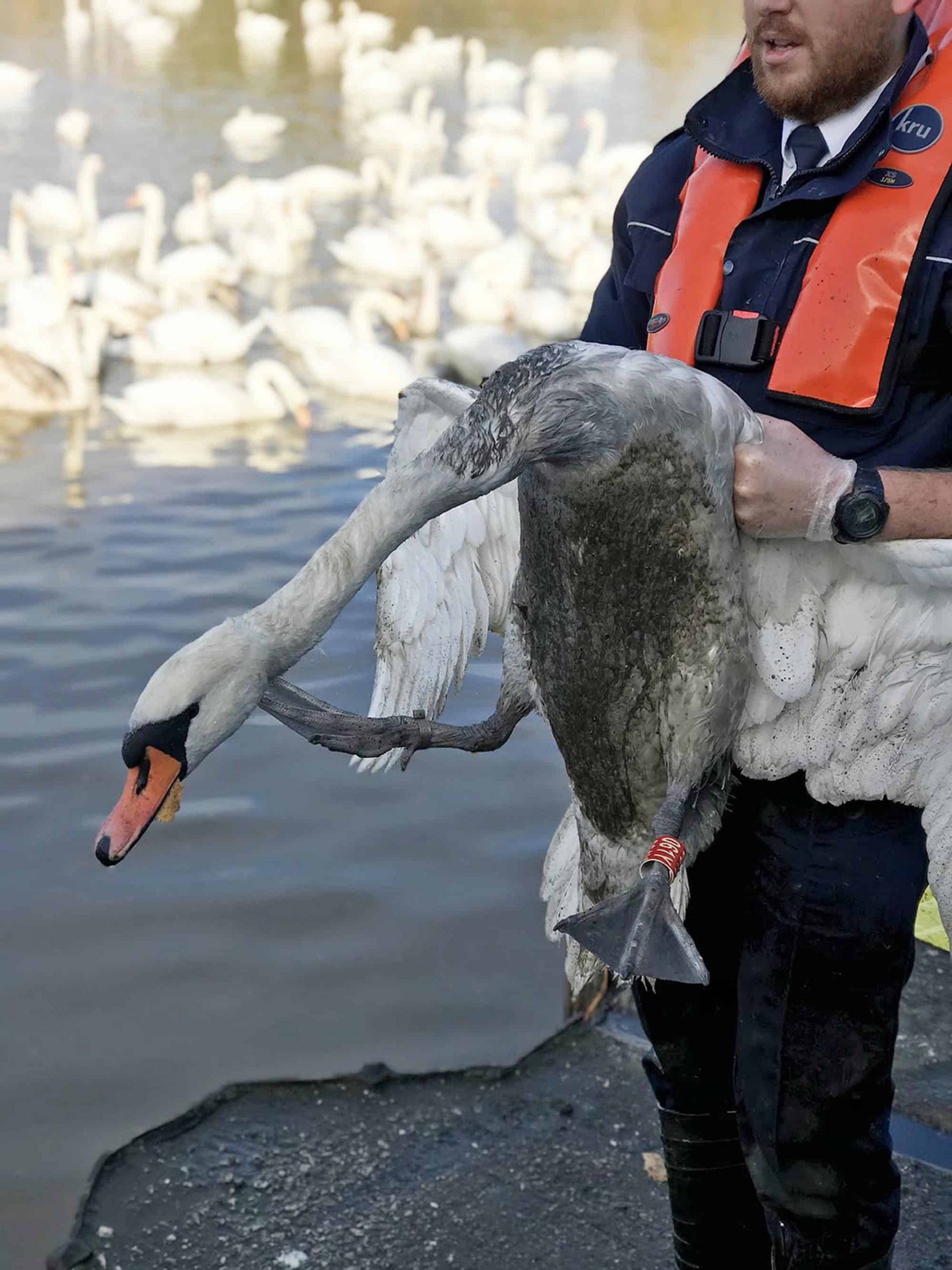 Rescue operation to save swans as flooding causes oil spillage