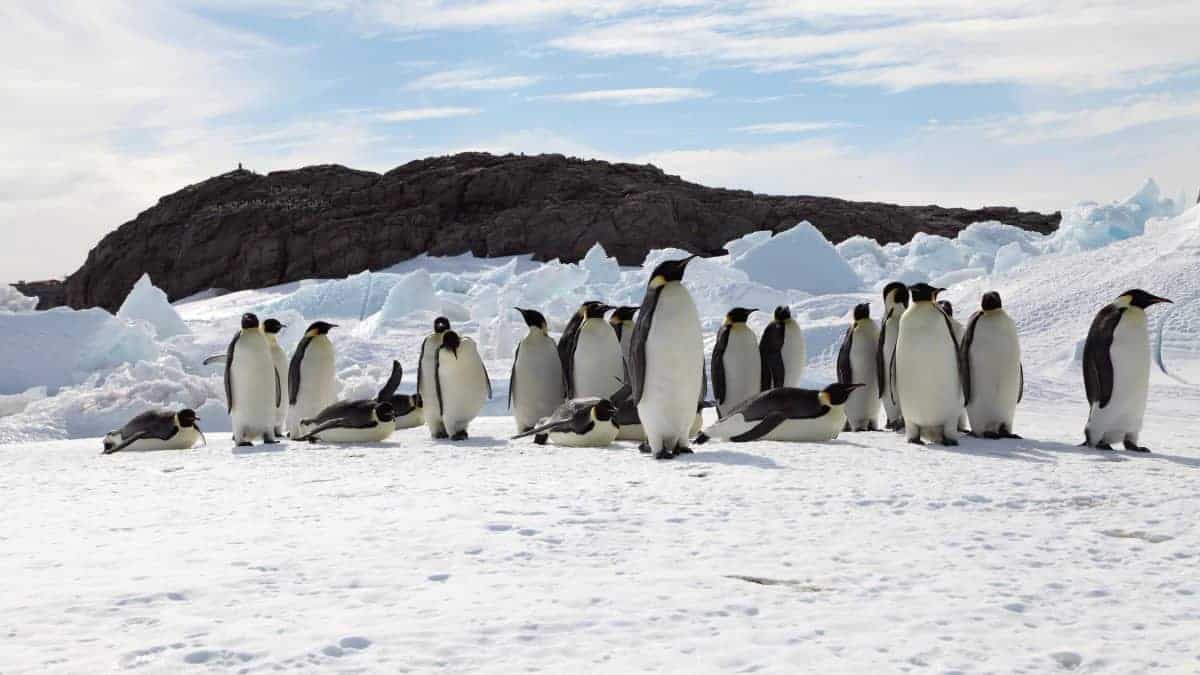 Emperor penguins ‘could be wiped out by climate change within 80 years’