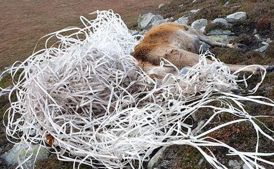Shocking pics show stag’s antlers wrapped in mass of discarded plastic