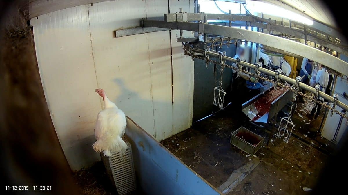 ‘Horrific’ undercover investigation reveals birds ‘plucked alive’ at turkey farm